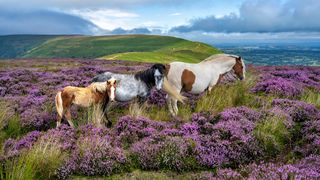 Three horses surrounded by purple gorse
