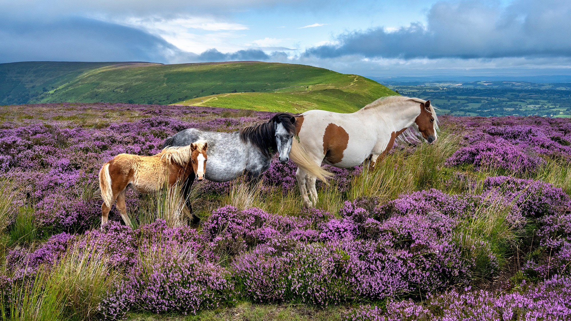 Three horses surrounded by purple gorse