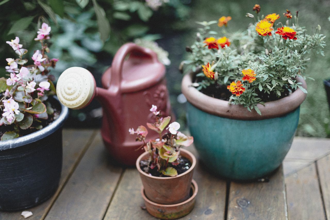 Potted plant on the porch