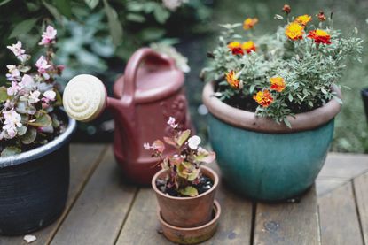 Potted plant on the porch