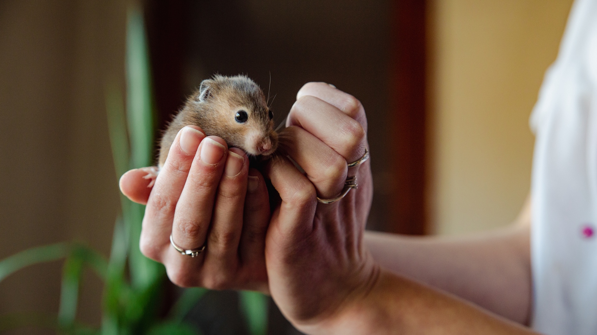 Cute pet mouse in owner's hands