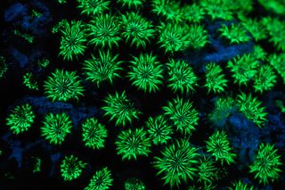 Fluorescent corals in the Adriatic off the coast of Slovenia. Credit: Alamy