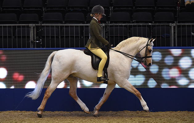Cadlanvalley Sandpiper (138), exhibited by Collette Green for the owner K Scott &amp;amp; C Green; during the BSPS Ridden M&amp;amp;M Championship at the Olympia International Horse Show at Olympia, London, UK; on 19 th December 2016
