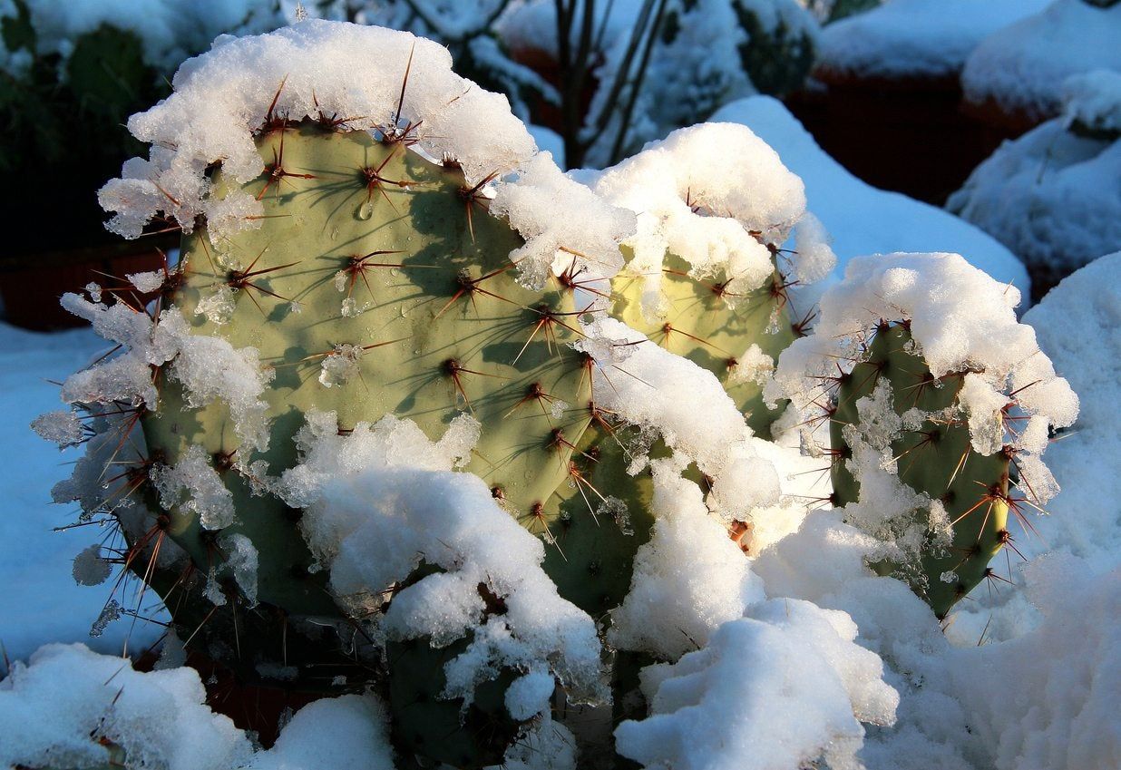 Cactus Plant Covered In Snow