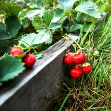 strawberries in raised beds