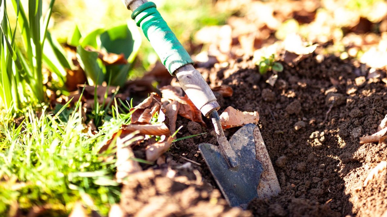 How to get rid of grass growing in your flower beds | Homes & Gardens