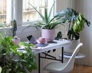 aloe vera and other houseplants on desk