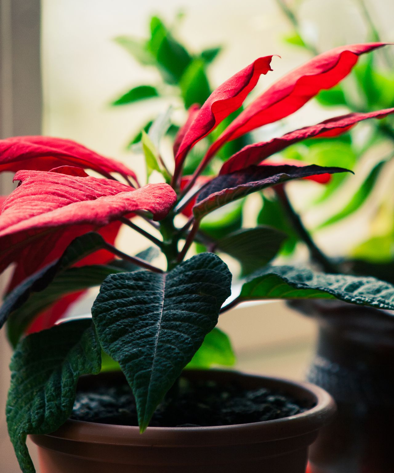 Why is my poinsettia not turning red? Gardeningetc