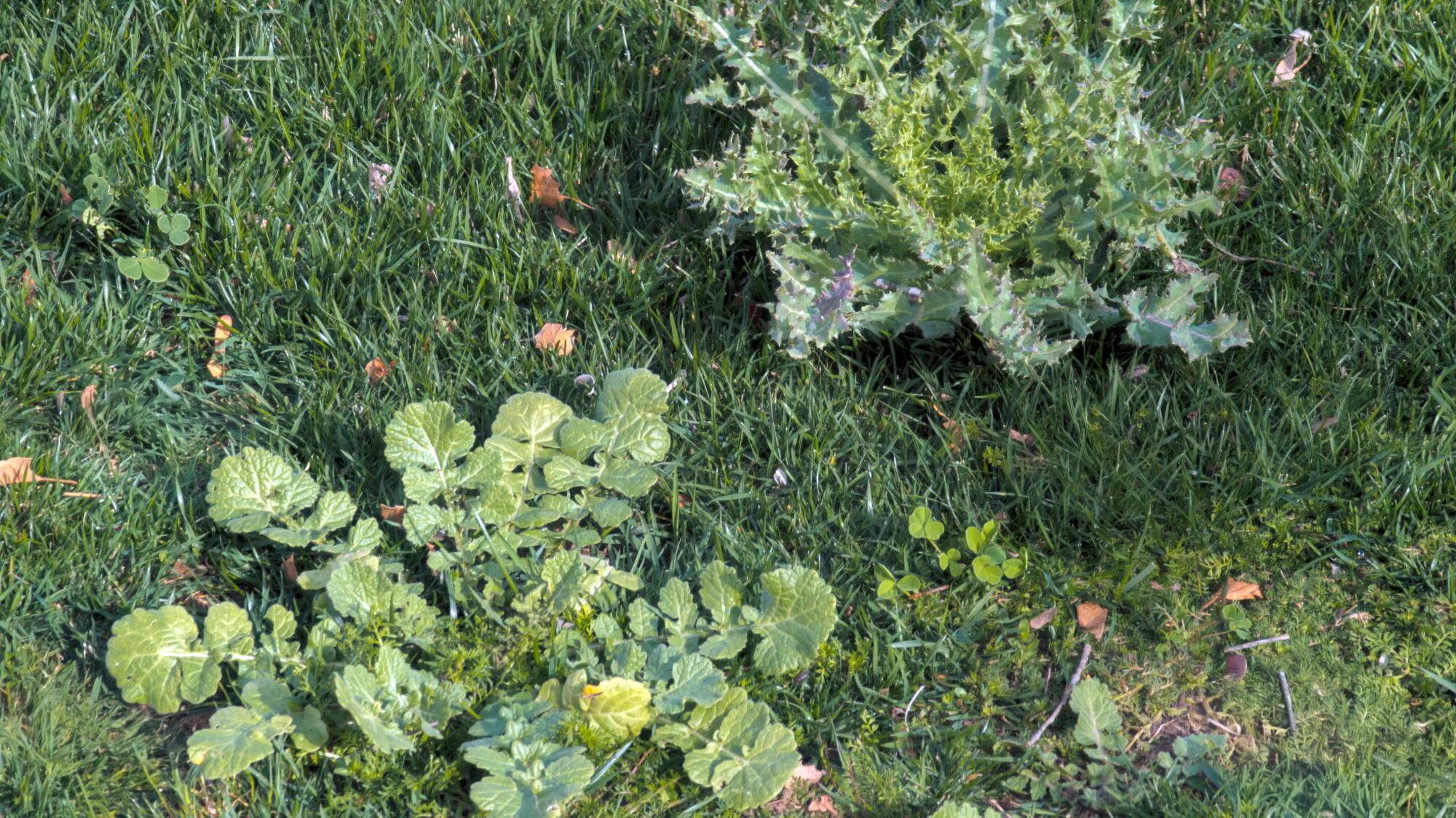 Large weeds growing in a lawn