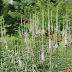 Veronicastrum virginicum or Culver's root flowering in garden