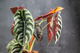 Alocasia Cuprea plant