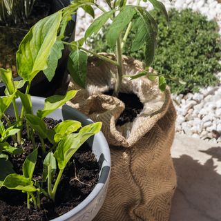 Potted and bagged plants in garden
