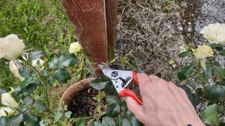 Felco 6 pruning shears, pruning a rose