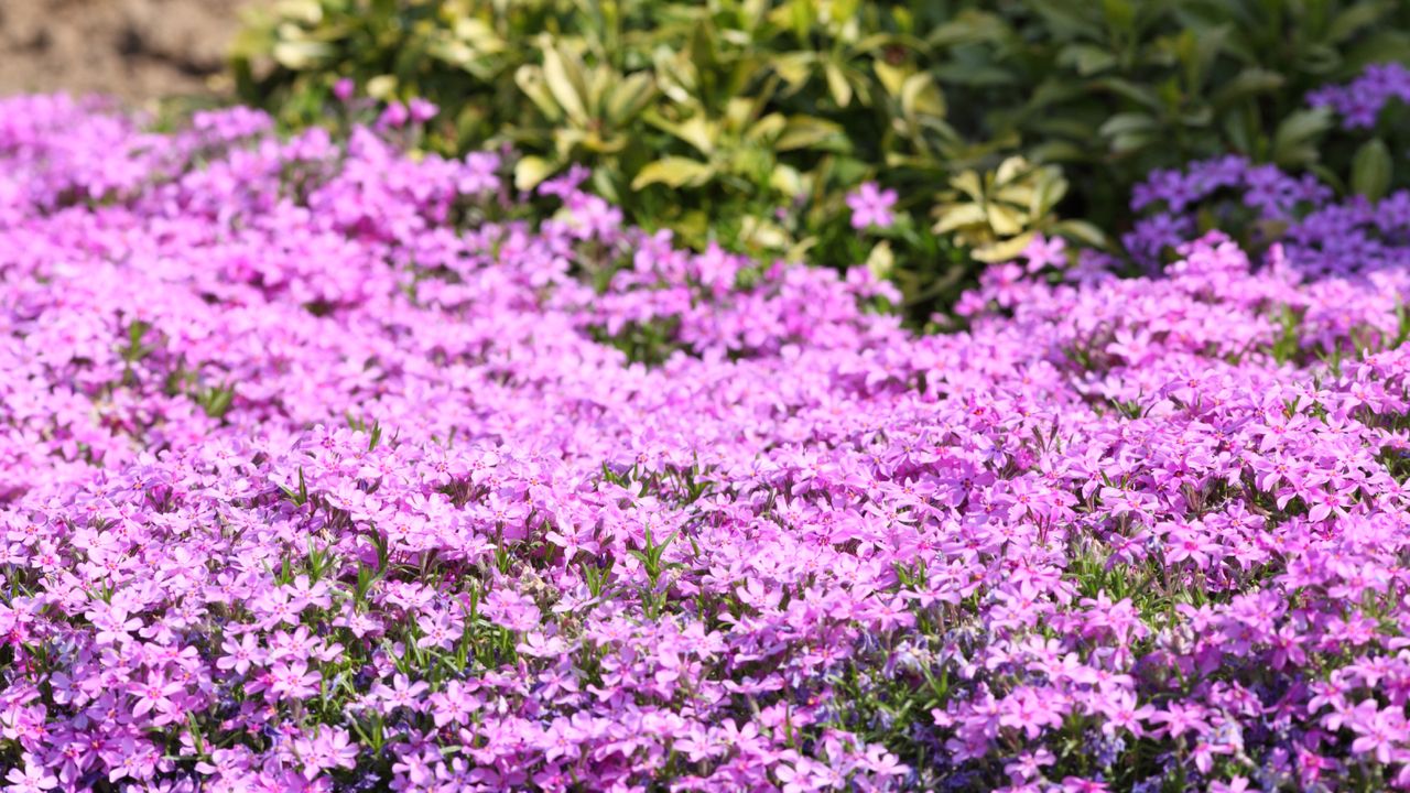 Phlox ground cover plants in full sun