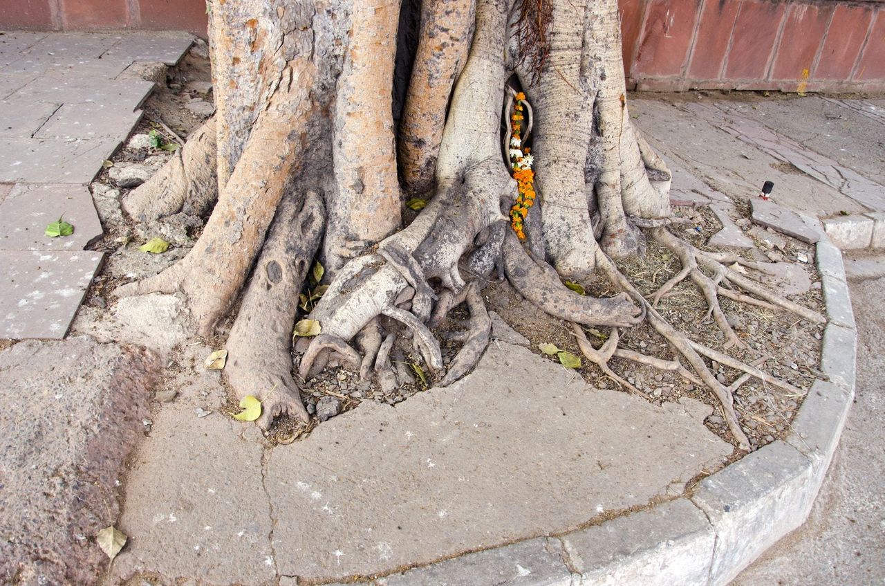 Tree Roots Rising From Under And Around Concrete