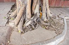 Tree Roots Rising From Under And Around Concrete