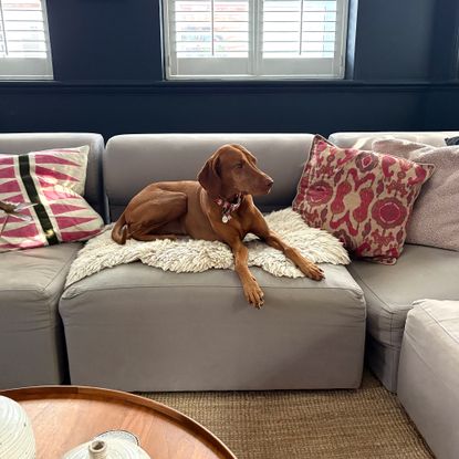 Dog lying on a sheepskin rug on a grey modular sofa in a black living room