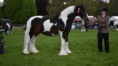 Clockhouse Painted Lady is Royal Windsor coloured in-hand champion