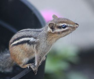 A chipmunk sitting on the side of a garden pot