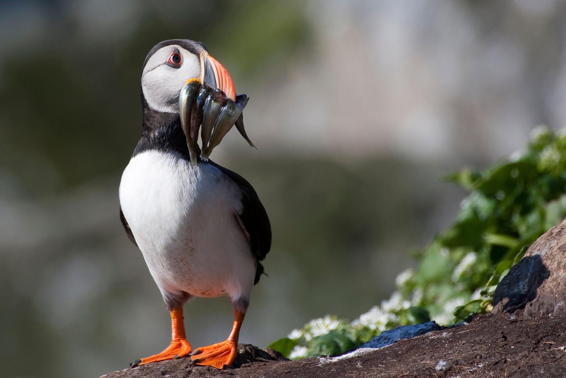A puffin with a mouthful of fish