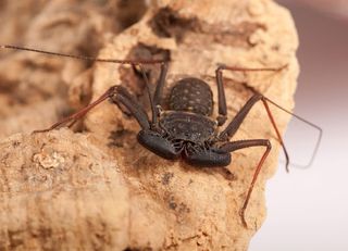 Tailless whip scorpion, <em>Phrynus marginemaculatus</em>. Not actually a scorpion, this arachnid waves its first pair of legs around to feel its way. A tailless whip scorpion makes a cameo appearance in the movie Harry Potter and the Goblet of Fire, in w