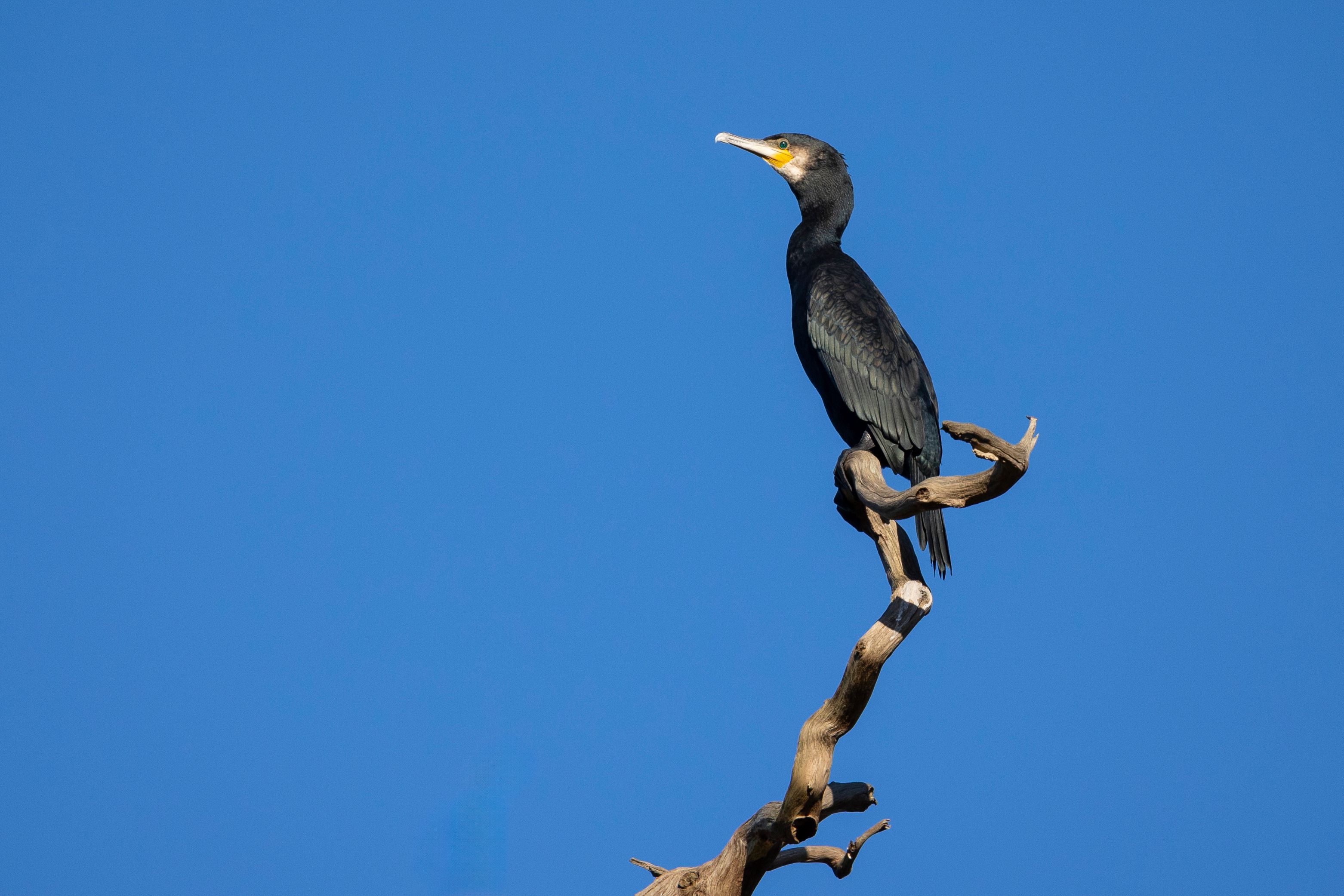 Using crop mode on a Canon full-frame mirrorless camera