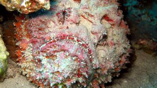 a red stonefish covered in sand peaking out at the camera from behind a rock