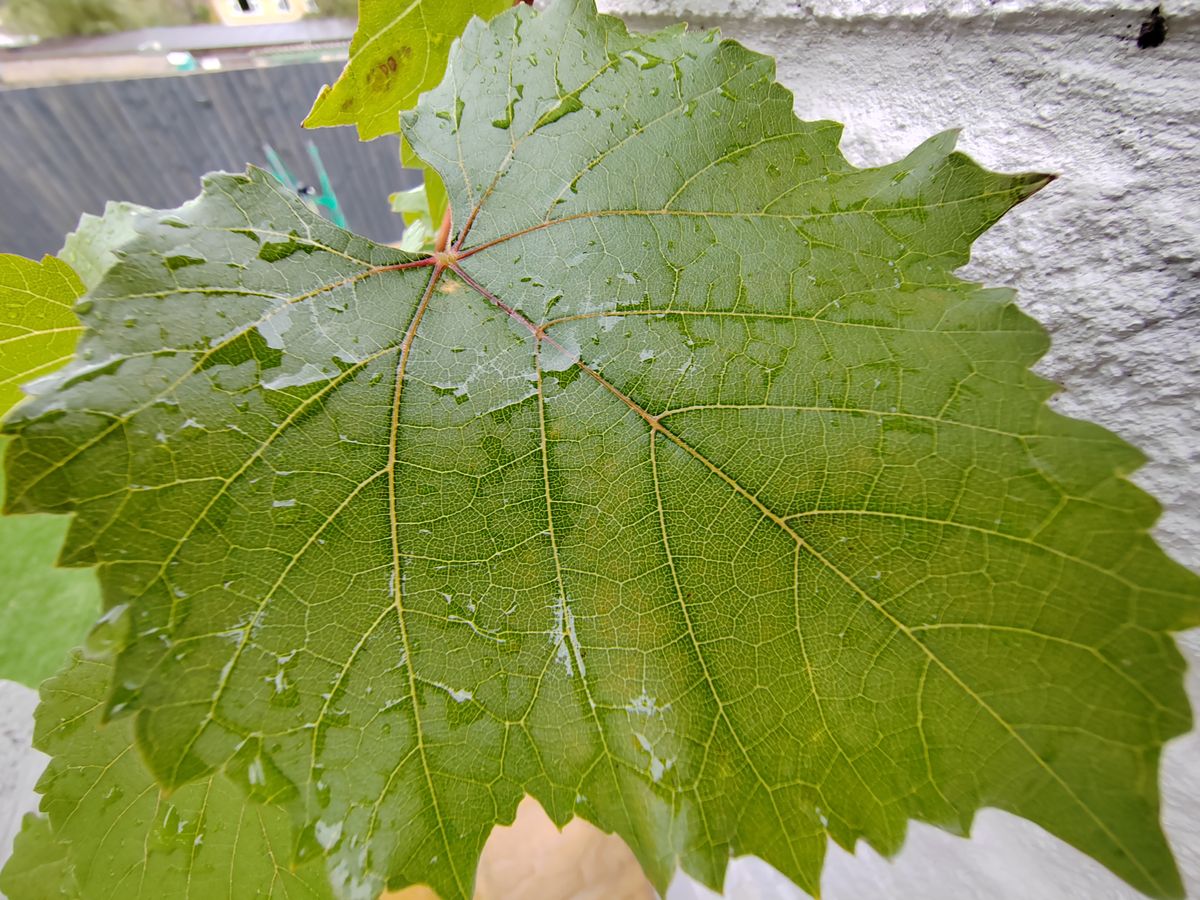 A green leaf, picture taken with an Honor 70 camera