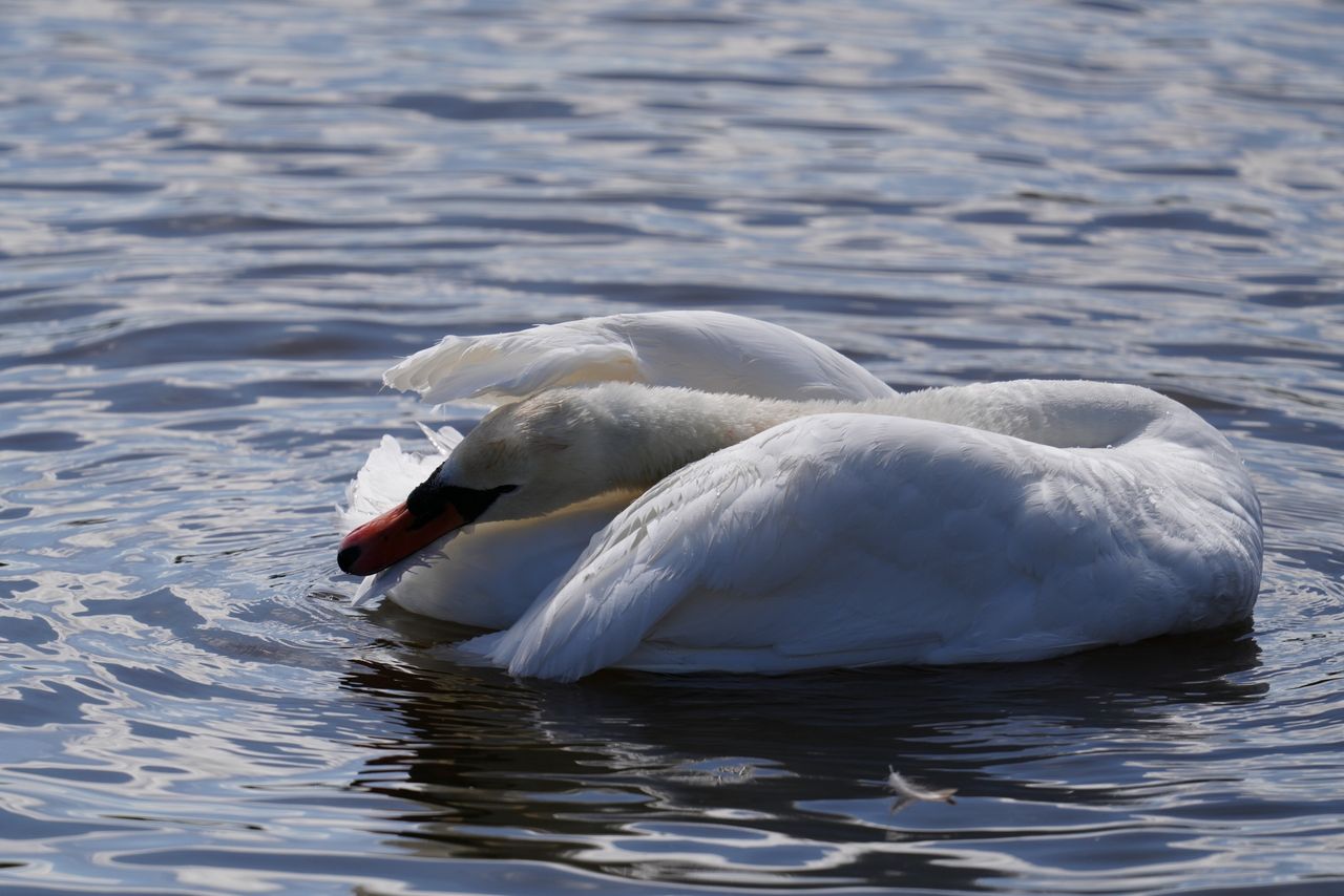Sony FE 600mm f/6.3 GM OSS sample image