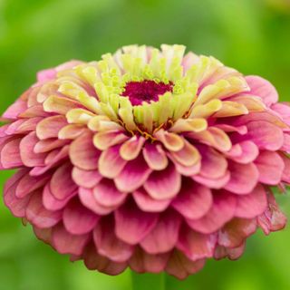 A single zinnia flower with pink petals towards the outside of the flowerhead, gradually getting yellow towards the centre