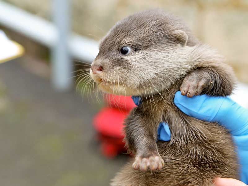 Otters born at Perth Zoo.