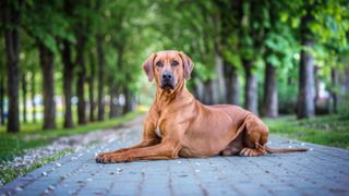 Rhodesian Ridgeback