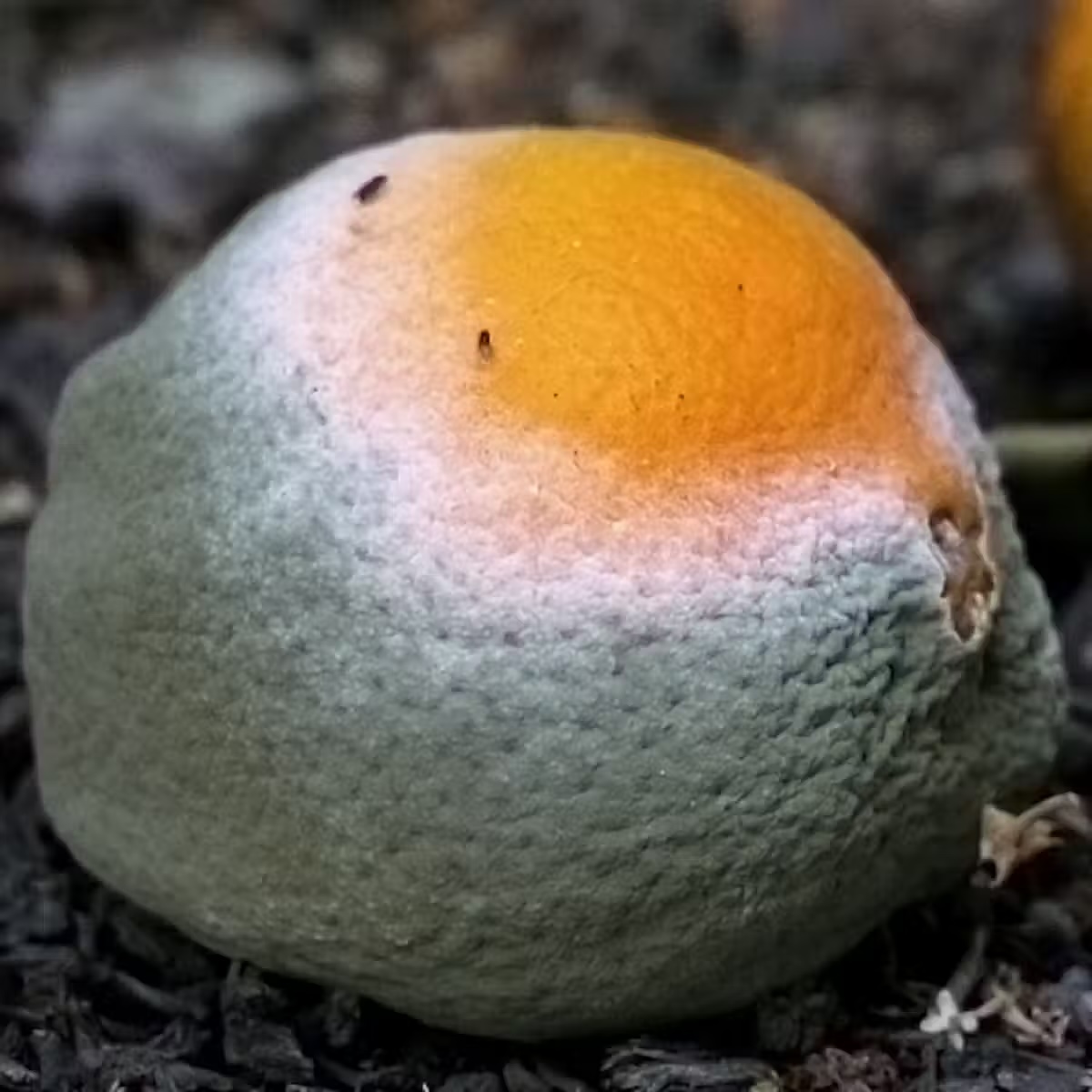 a close-up of a moldy orange