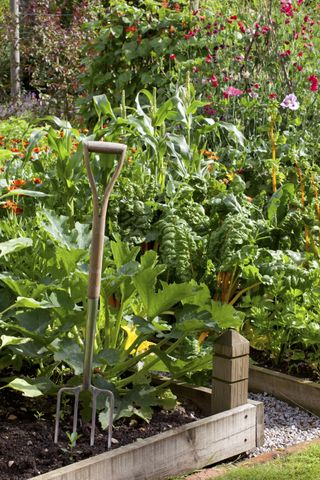 kitchen garden with vegetables and fork