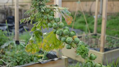 how to grow brussels sprouts in a vegetable garden