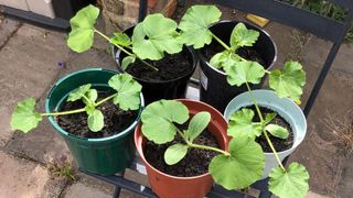 Pumpkin and zucchini plants growing in pots