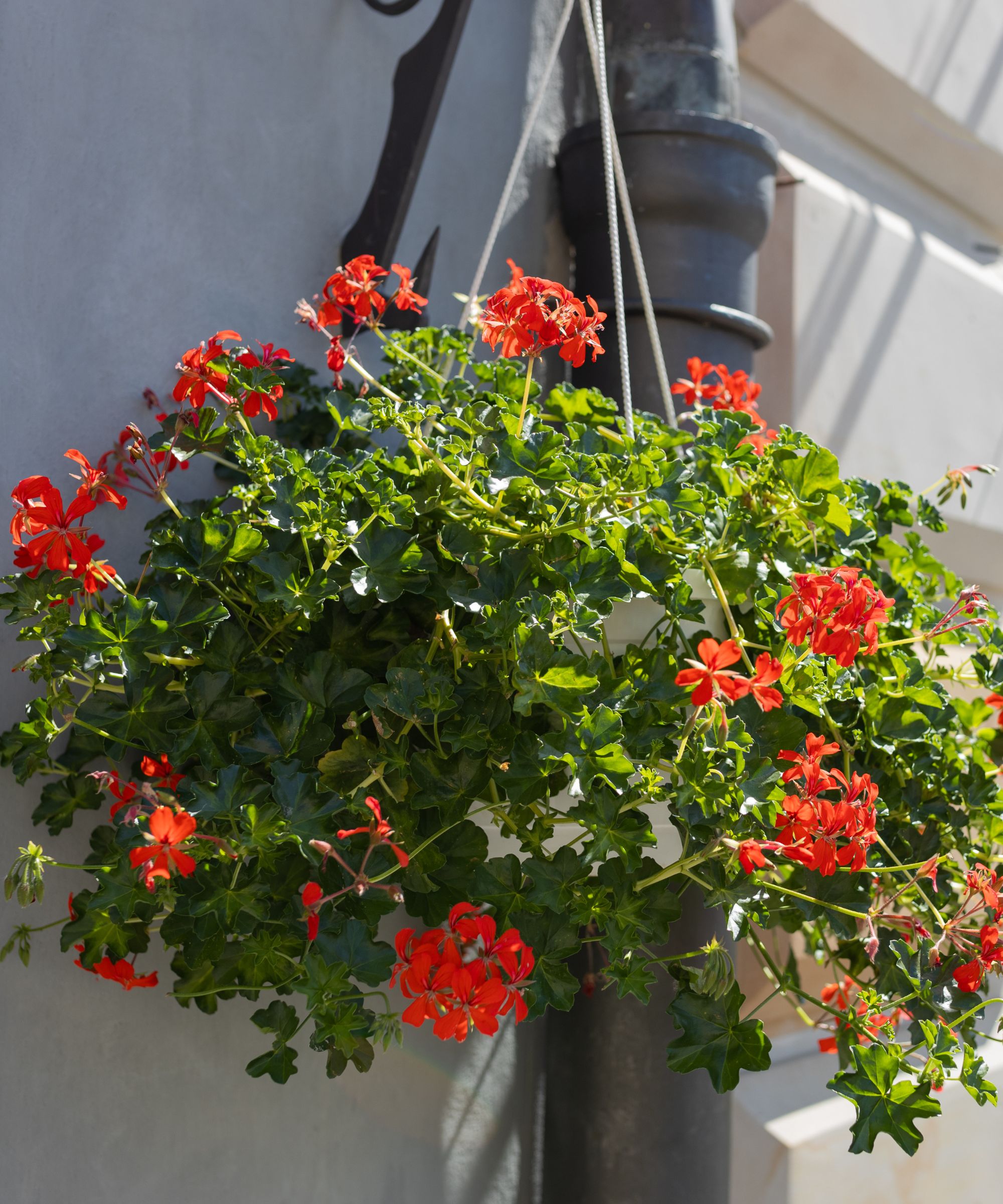 Red ivy leaf geraniums in a hanging basket