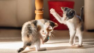 kitten training
