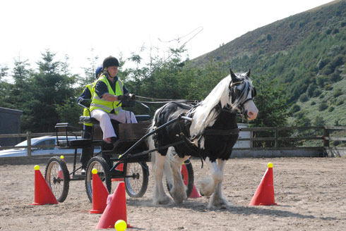 Coloured stallion Toto