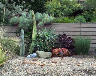 A horizontal plank fence sets off a cluster of succulents, including aloe, aeonium and kalanchoes