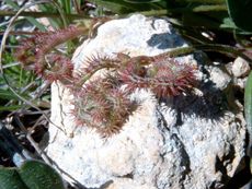 Scorpiurus Muricatus Plant On A White Rock