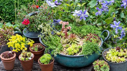 outdoor succulents in a plant bowl on a patio - Future