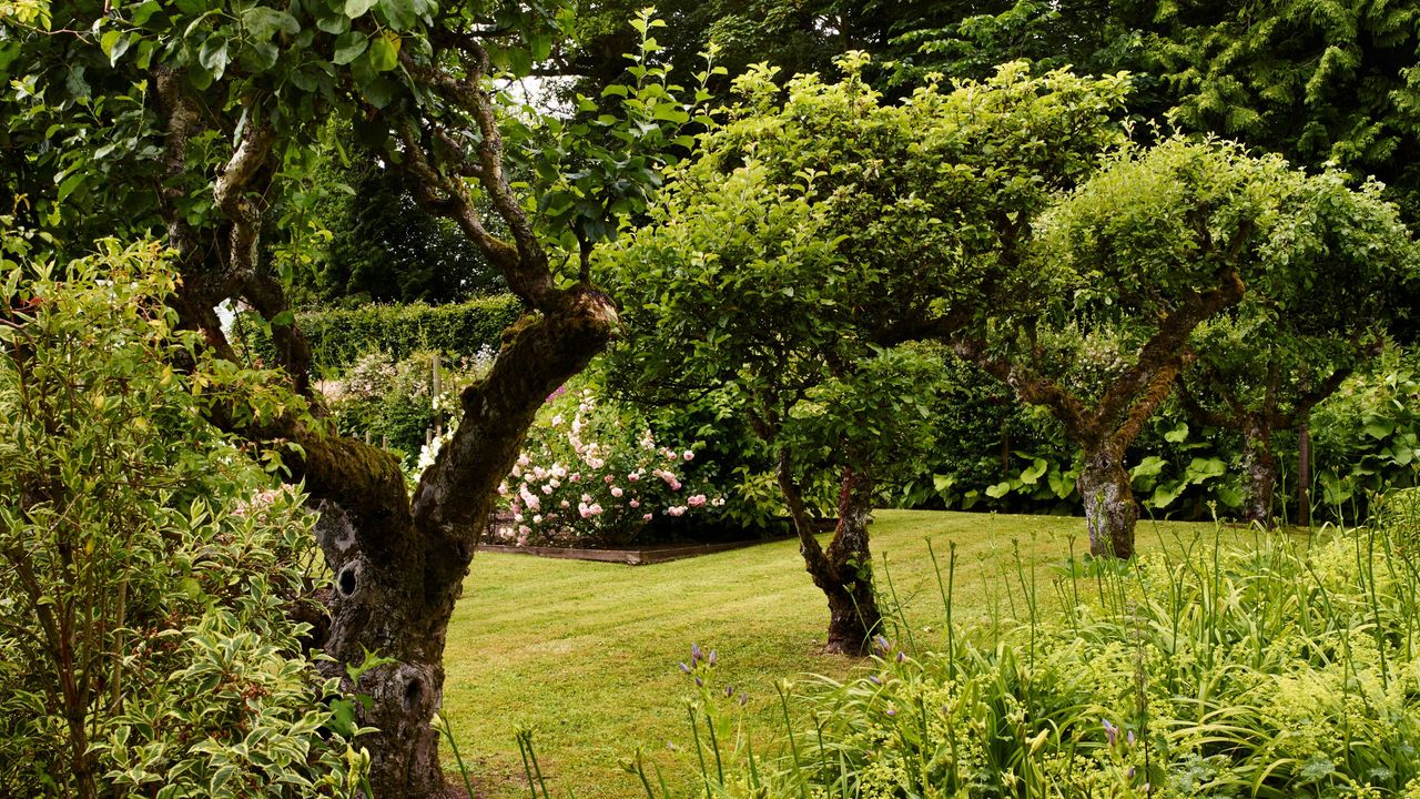 Apple and pear trees on grass lawn in garden