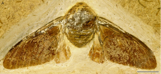 Fossil of a giant cicada