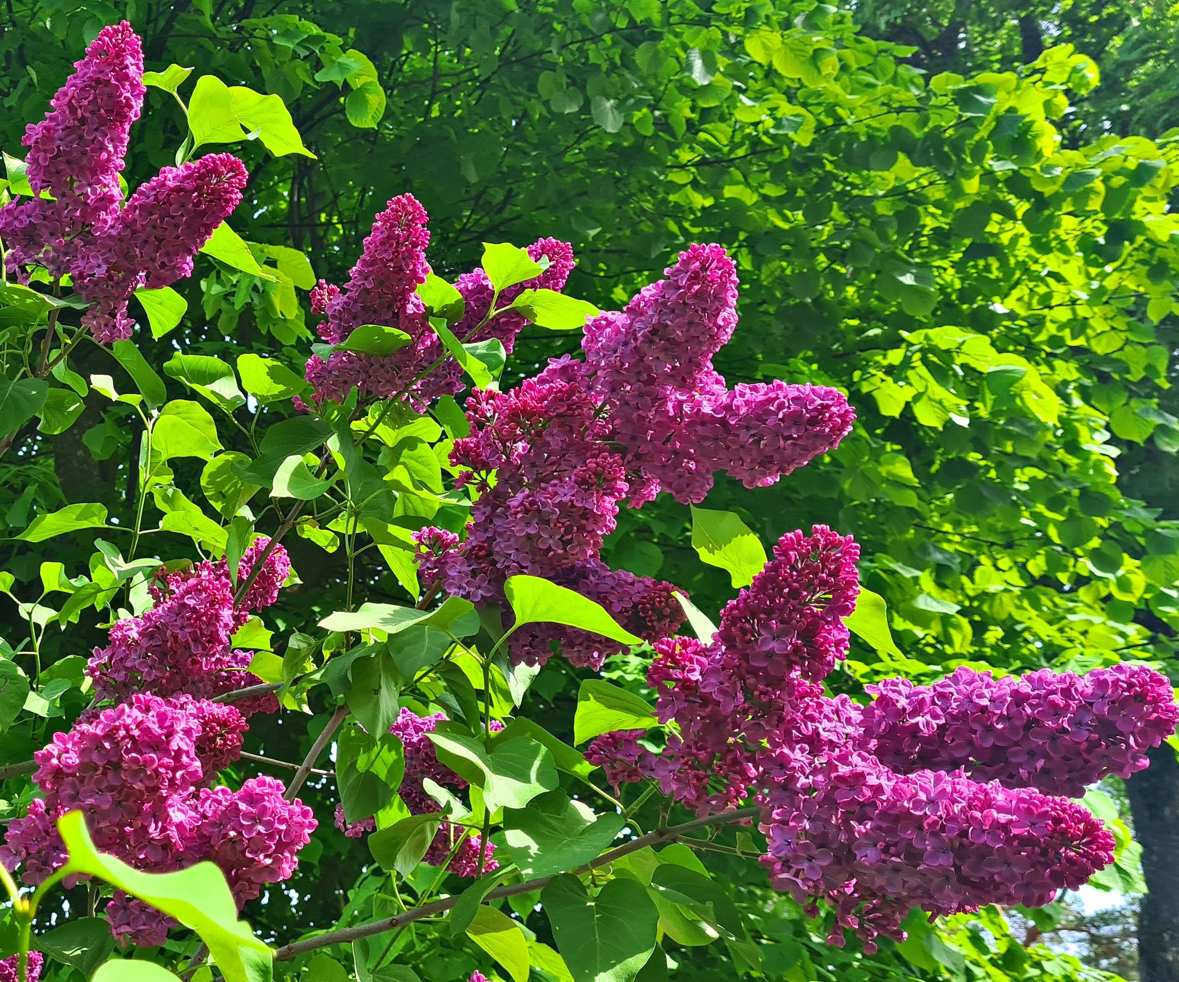 healthy lilac in bloom in garden showing deep purple flowers