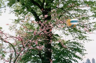 Volleyball flying in front of a tree