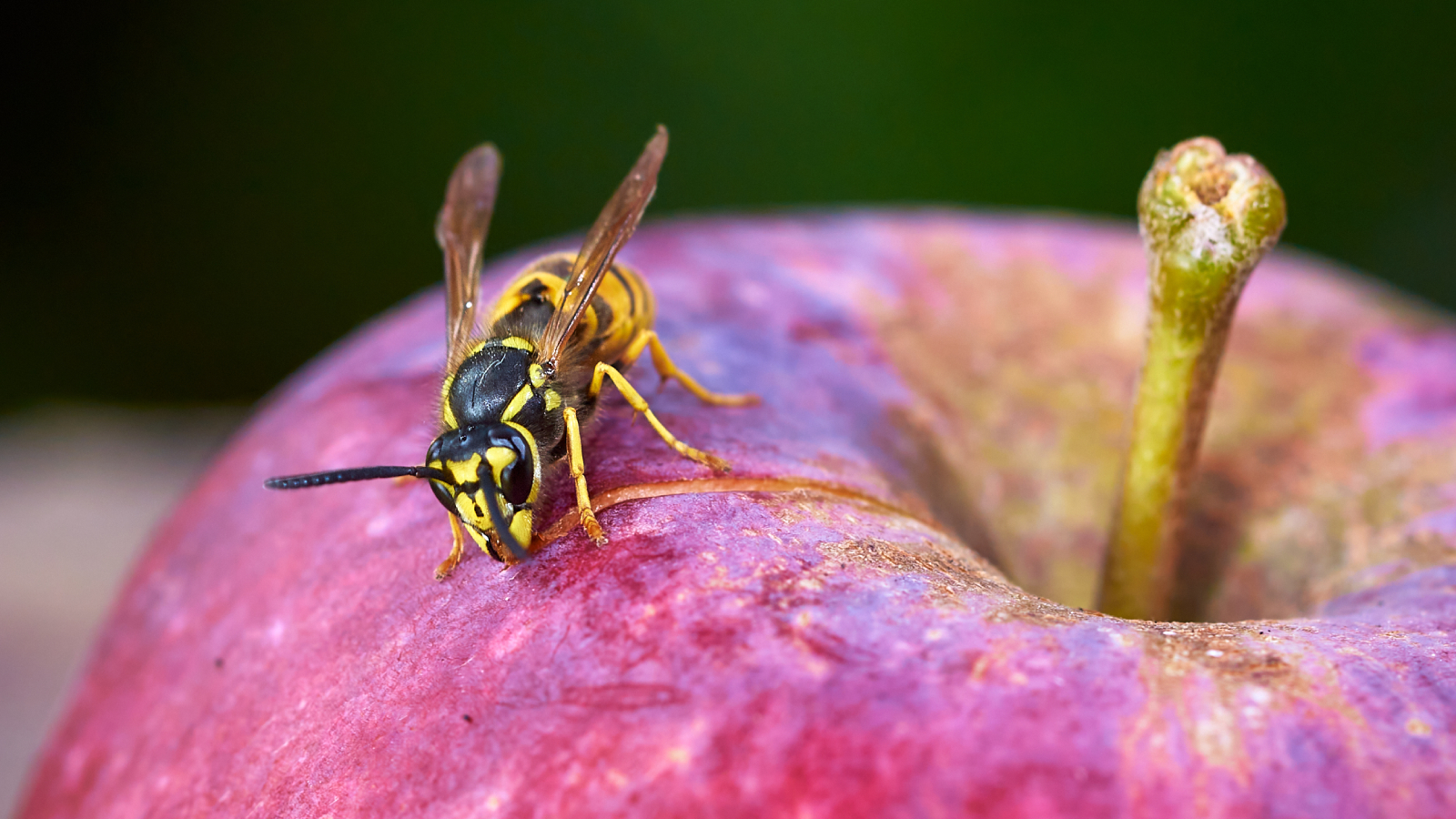 Yellowjacket on an apple
