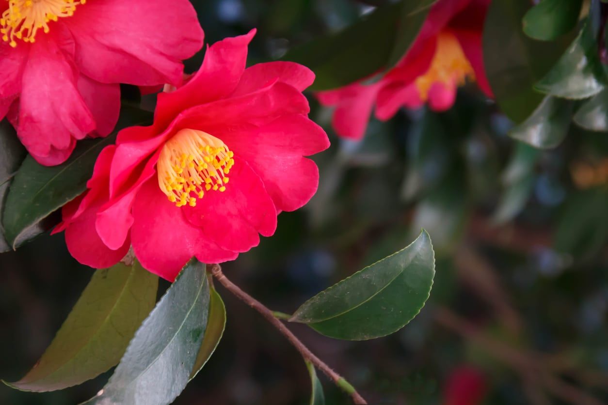 Pink Camellia Flowers