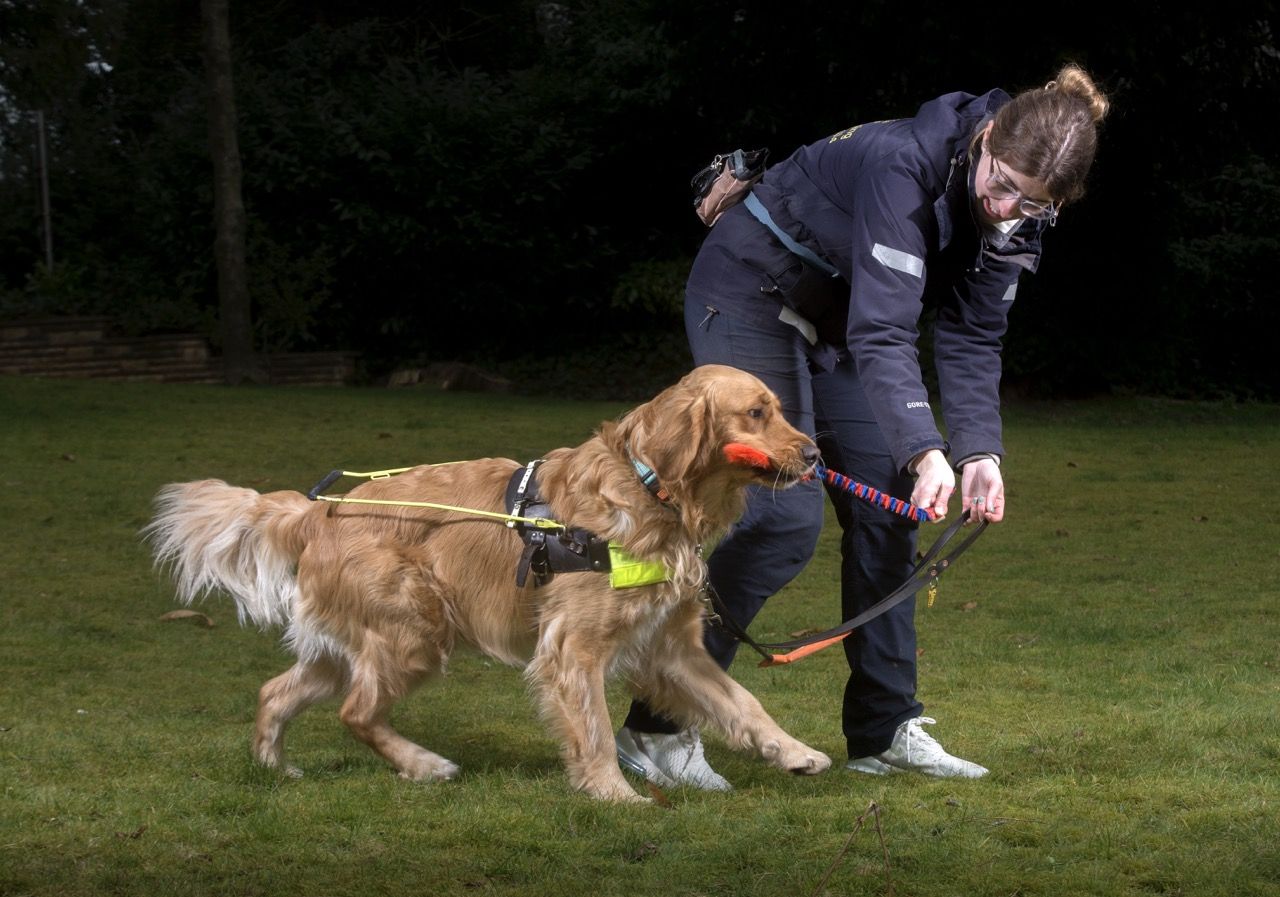 A Golden Retriever wearing a guide dog harness holds a training toy in its mouth while its handler, dressed in outdoor gear, encourages it.