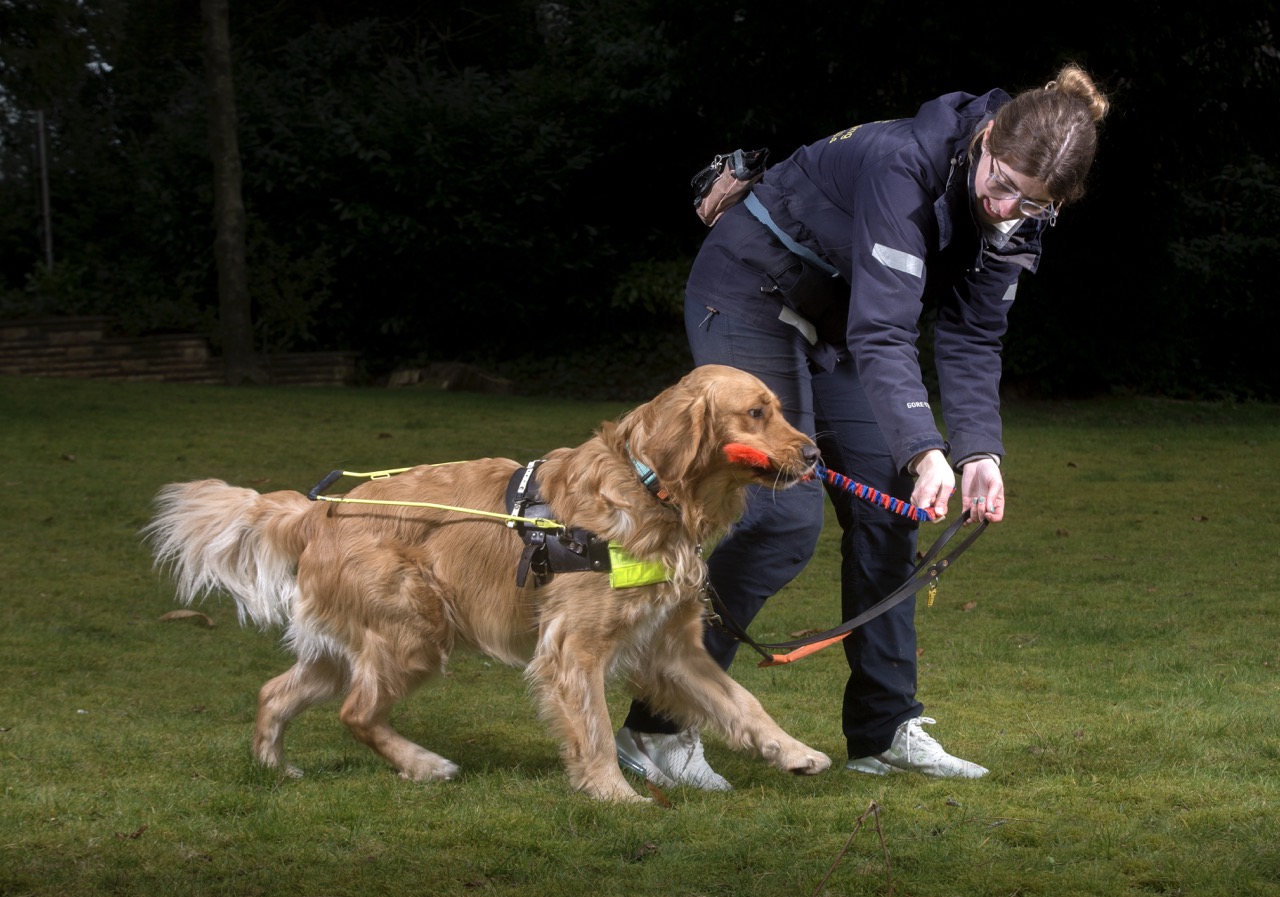 A Golden Retriever wearing a guide dog harness holds a training toy in its mouth while its handler, dressed in outdoor gear, encourages it.